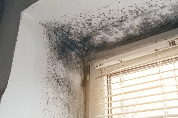 Affordable Basement Mold Remediation solutions in Salix, PA
